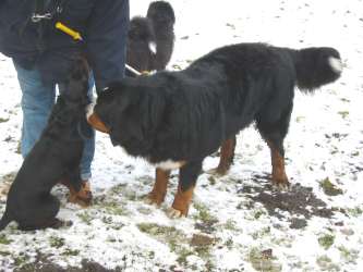 Bibo mit Berner Sennenhund Valentin